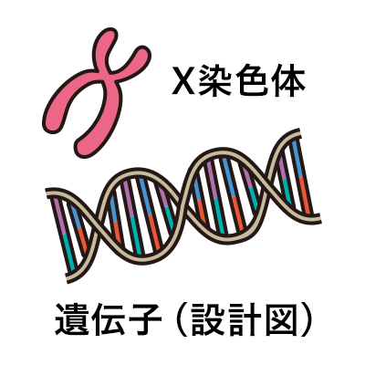 X染色体 遺伝子（設計図）